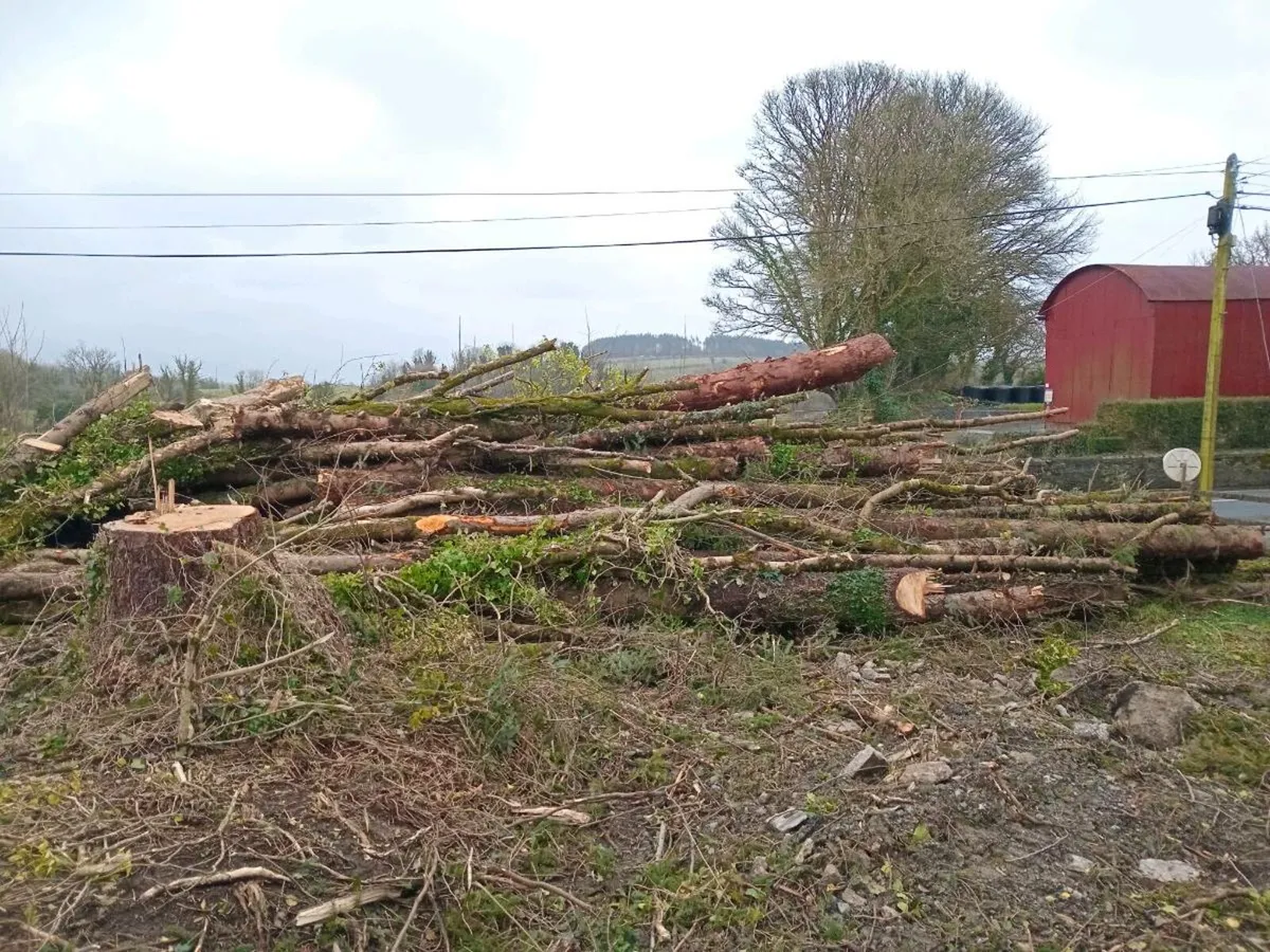 timber Logs - Image 2