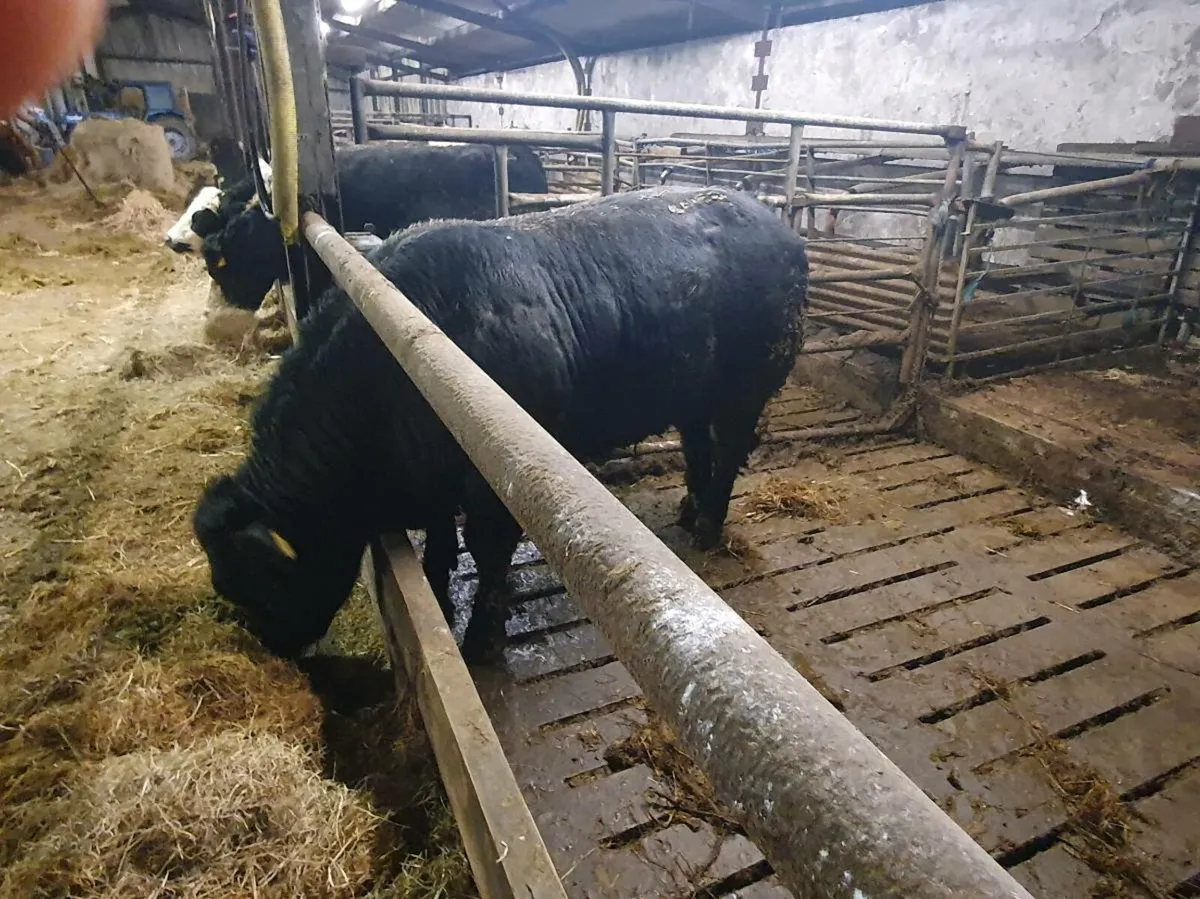 LM Young Bull - Image 1