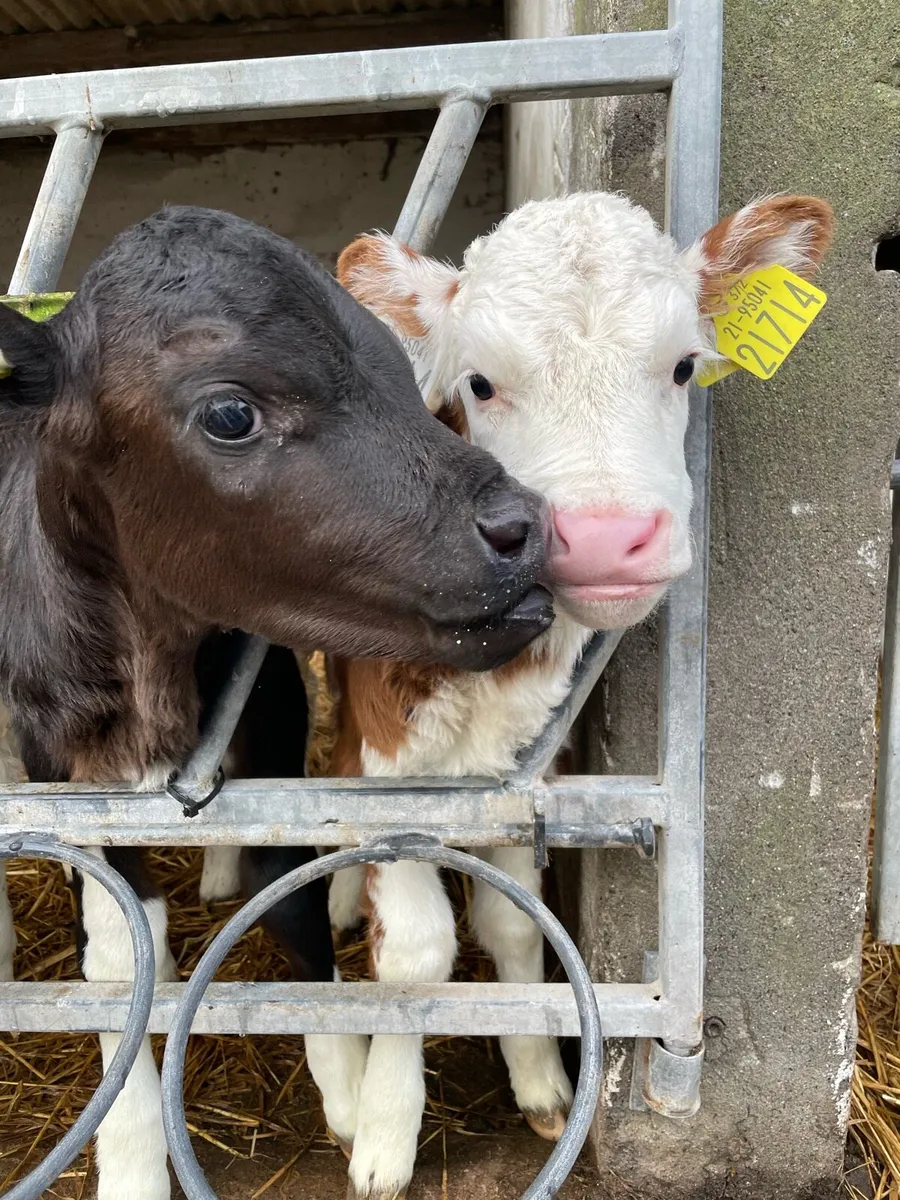 Calf - Image 2