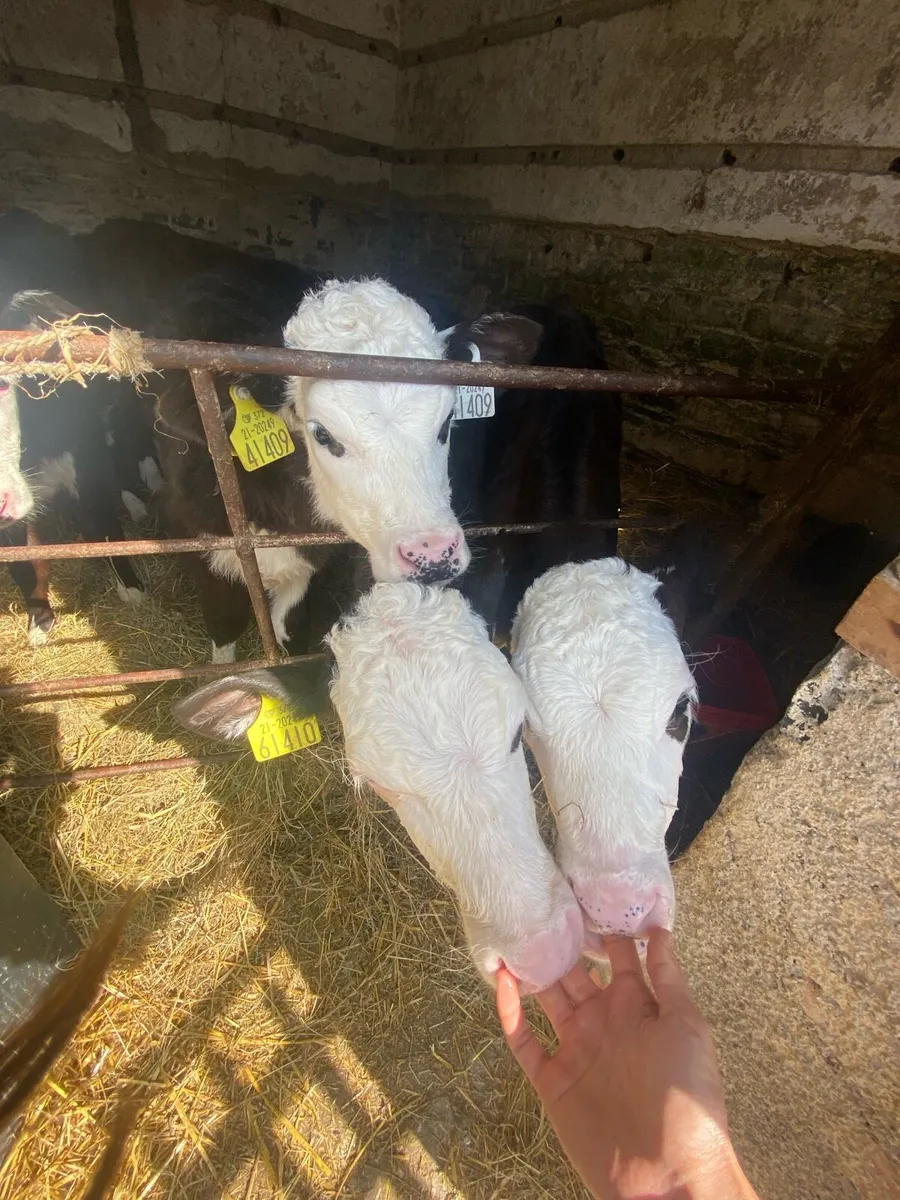 Calf - Image 3