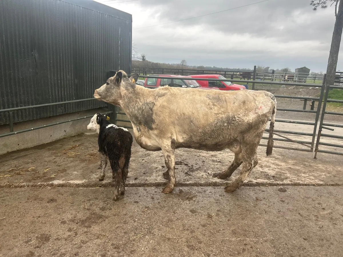 Second  calving Belgian blue cow - Image 1