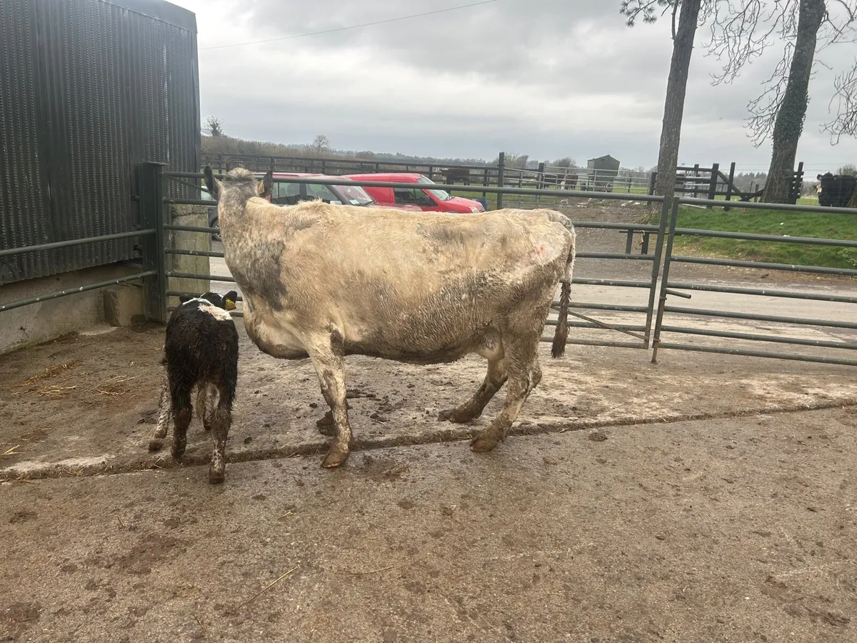 Second  calving Belgian blue cow - Image 2
