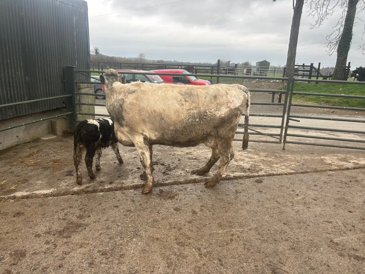 Second  calving Belgian blue cow - Image 3