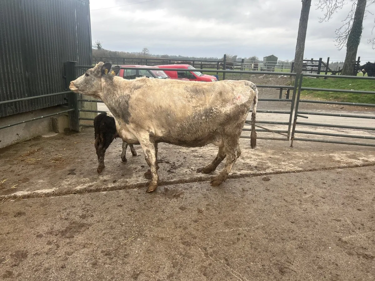 Second  calving Belgian blue cow - Image 4