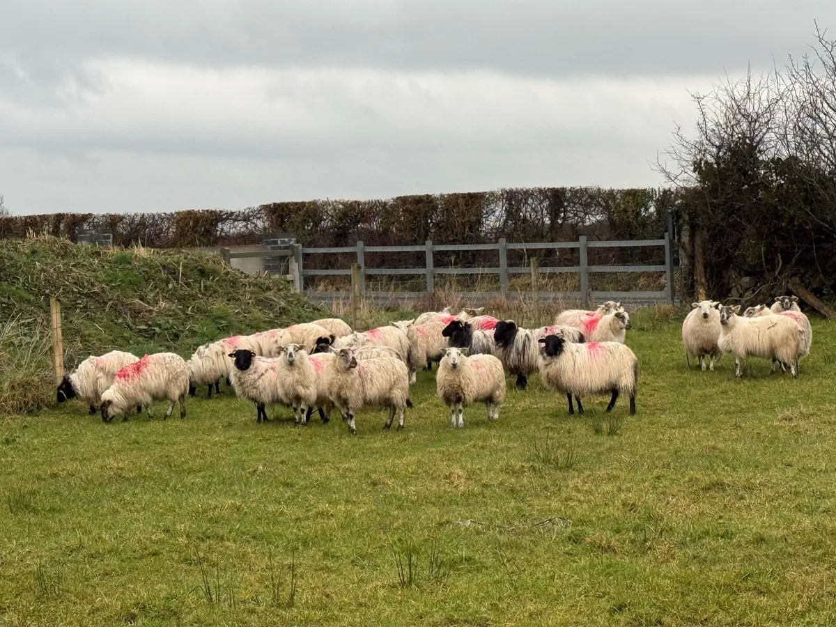 24 crossbred ewe hoggets - Image 1