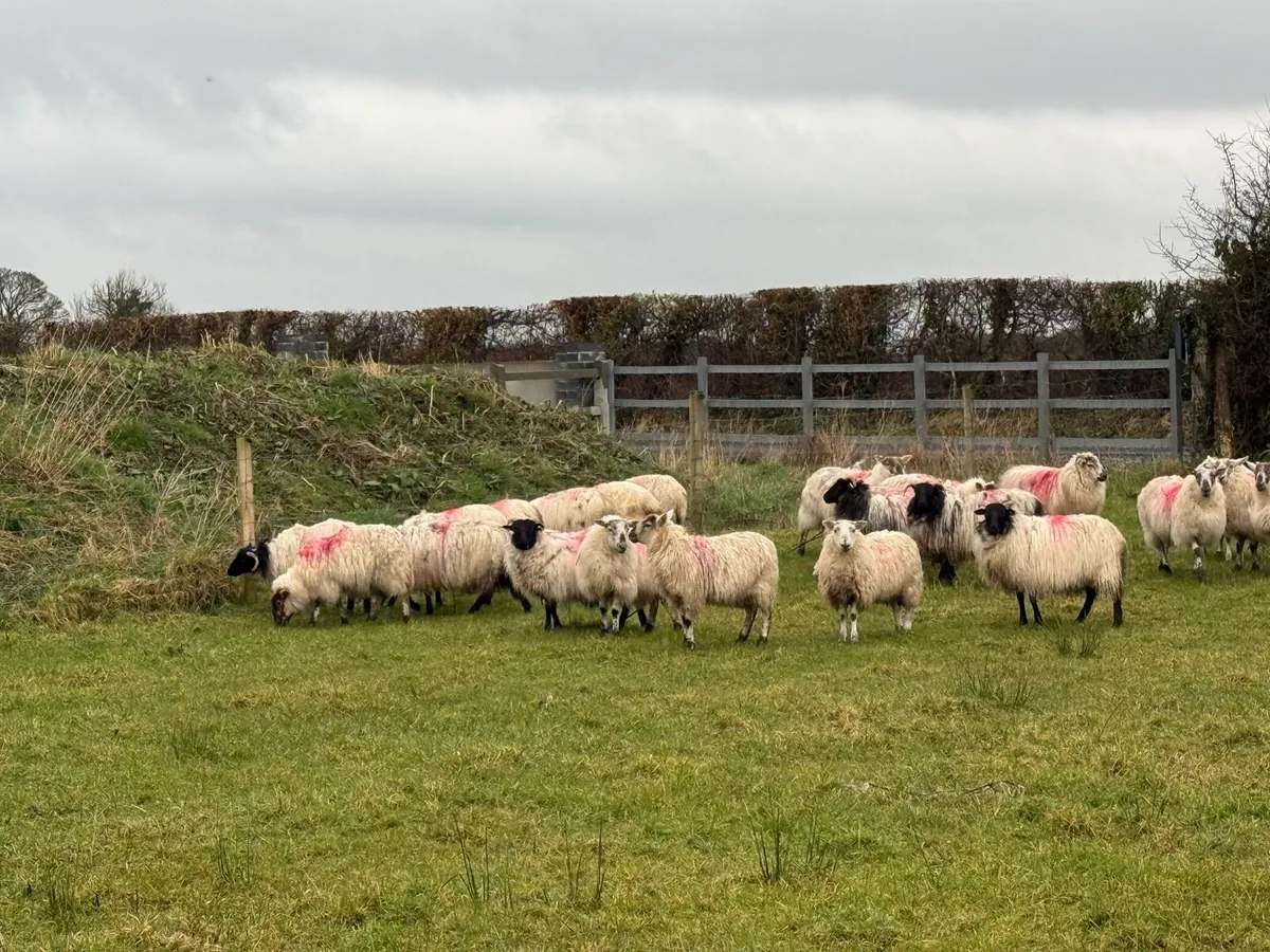 24 crossbred ewe hoggets - Image 2