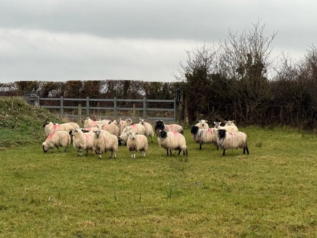 24 crossbred ewe hoggets - Image 4