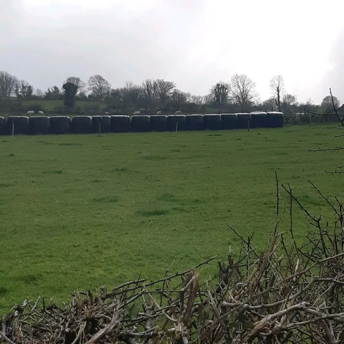 Bales of silage