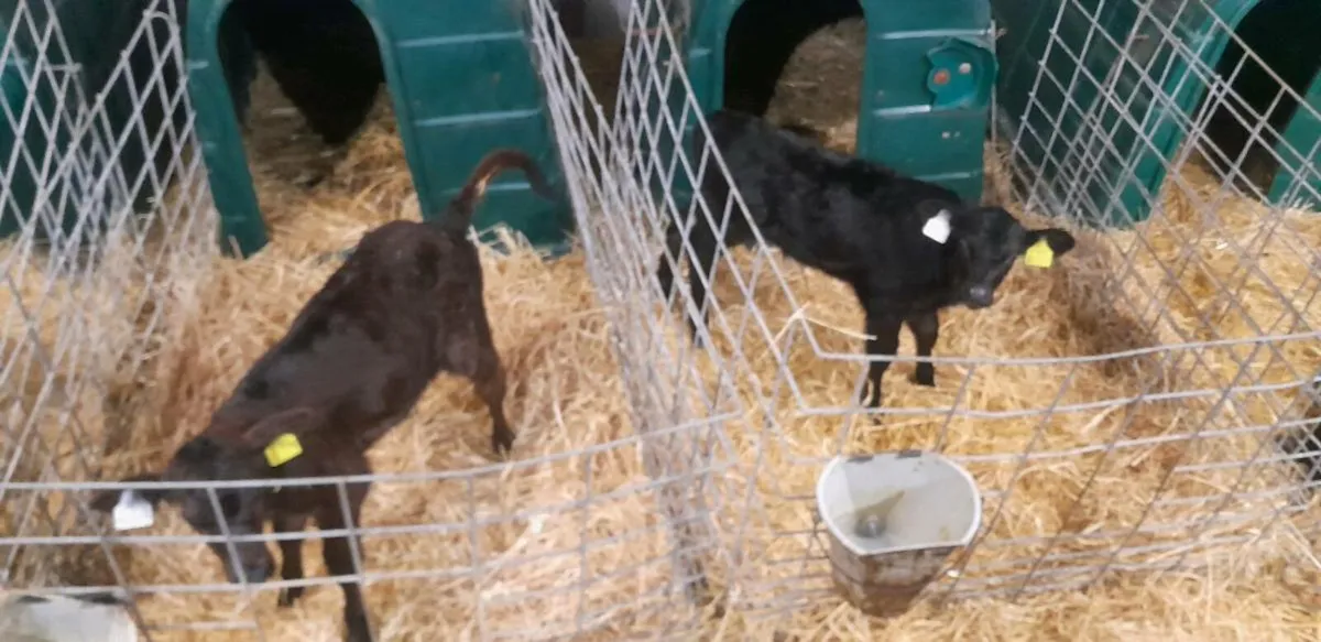 Angus calves - Image 2