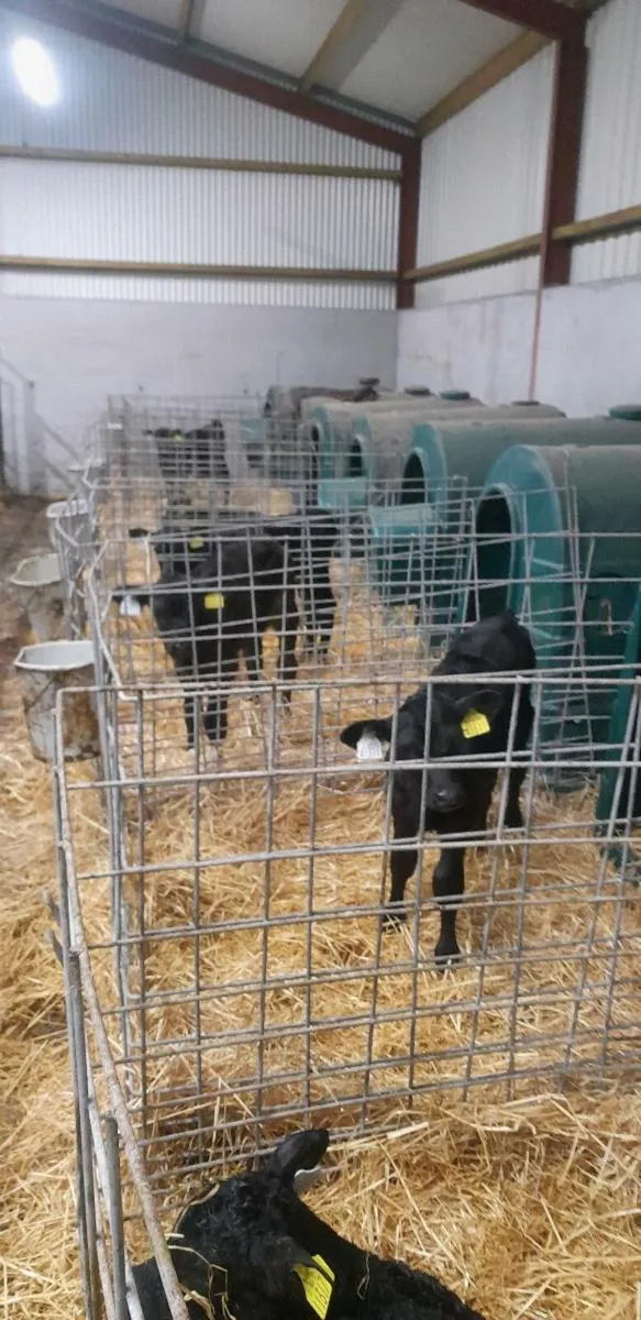 Angus calves - Image 3