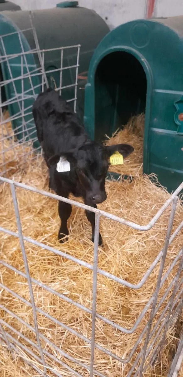 Angus calves - Image 1