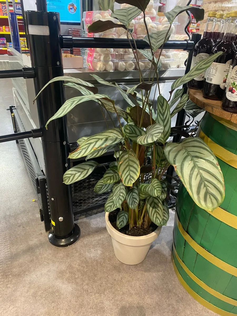 Indoor specimen plants - Image 1