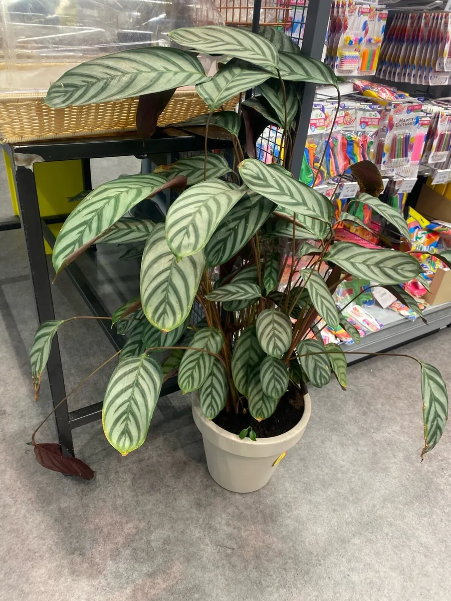 Indoor specimen plants - Image 2