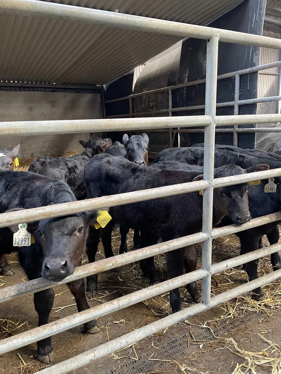 Calves - Image 2