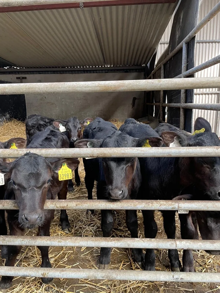 Calves - Image 3