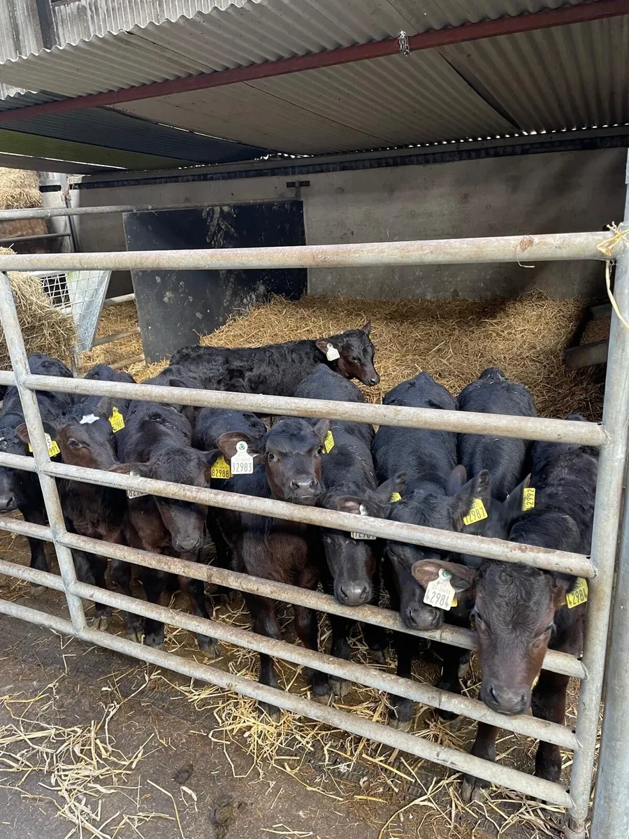 Calves - Image 4