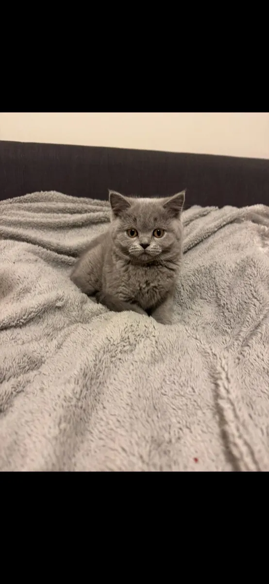 British Shorthair kittens TICA registered - Image 3