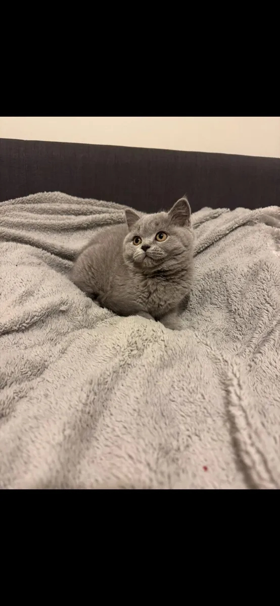 British Shorthair kittens TICA registered - Image 2