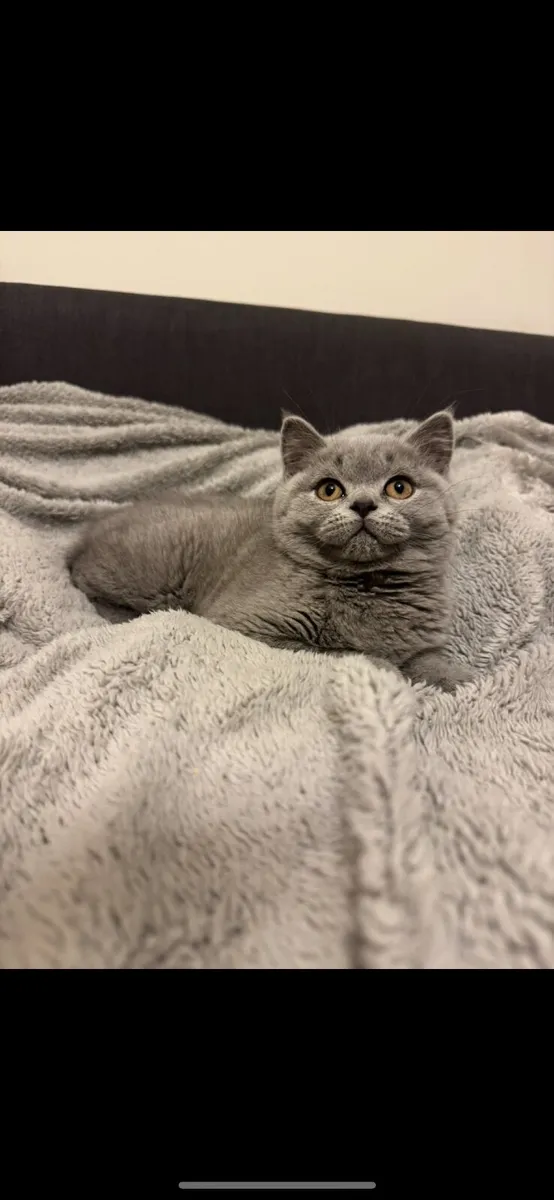 British Shorthair kittens TICA registered - Image 4