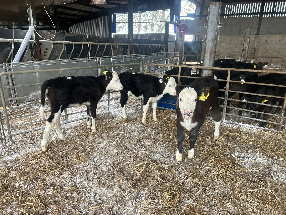 3 super strong Hereford heifers - Image 1