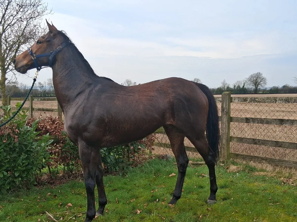 🔸Mare For Sale🔸 - Image 1