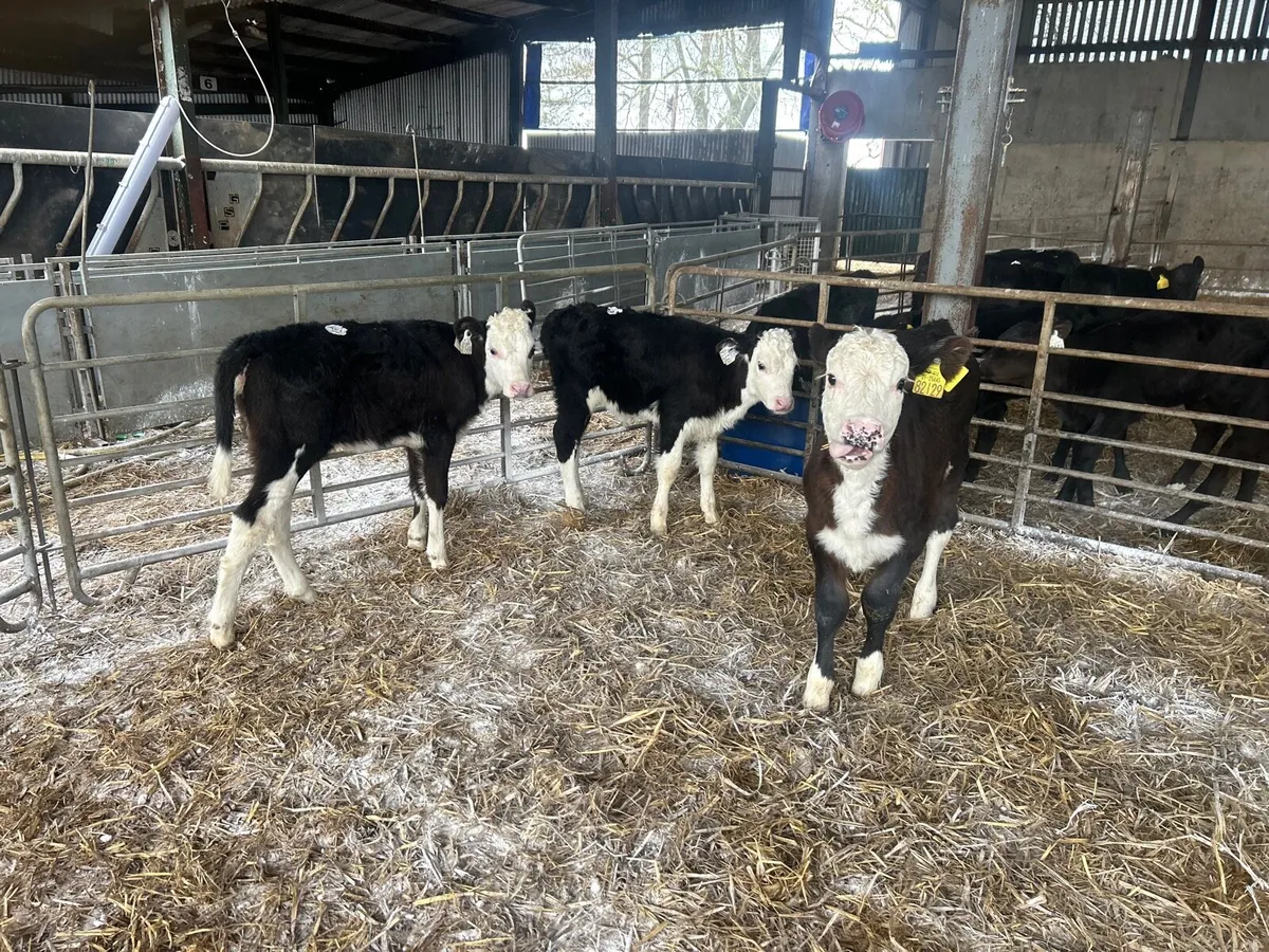 3 super strong Hereford heifers - Image 2