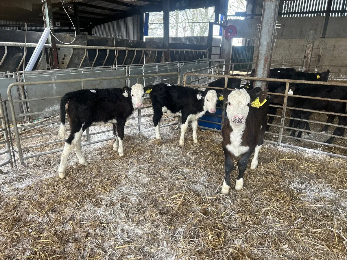 3 super strong Hereford heifers - Image 3