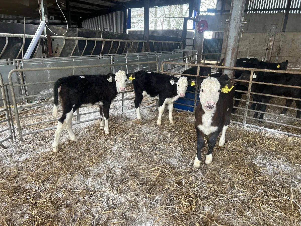 3 super strong Hereford heifers - Image 4