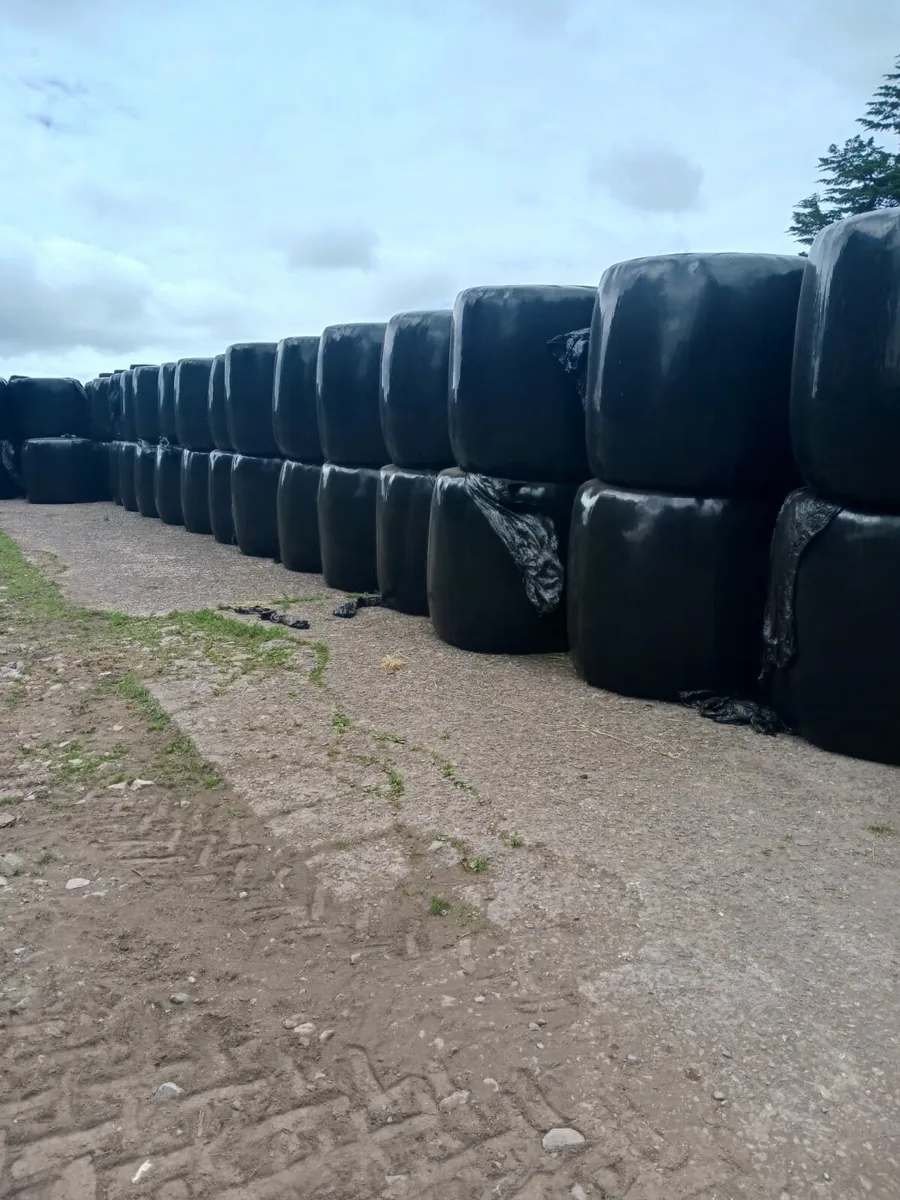 Hay & Haylage Small Square and Round Bales - Image 3