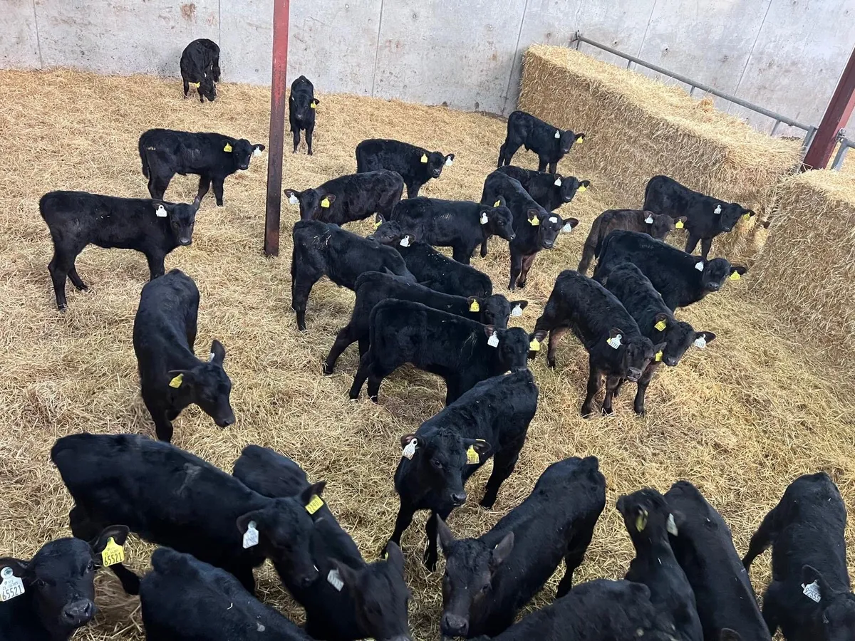 40 Aberdeen Angus Heifers - Image 1