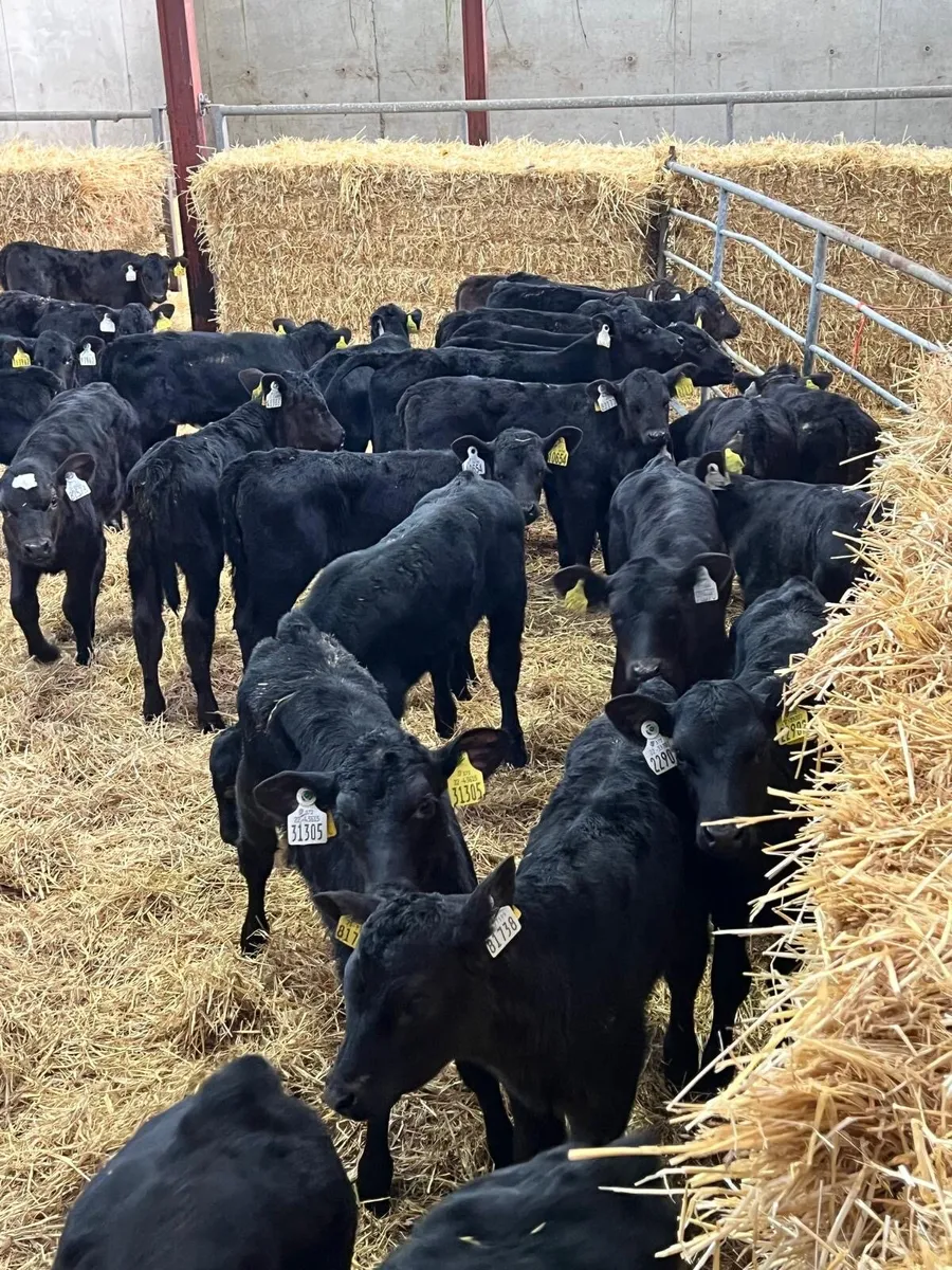 40 Aberdeen Angus Heifers - Image 2
