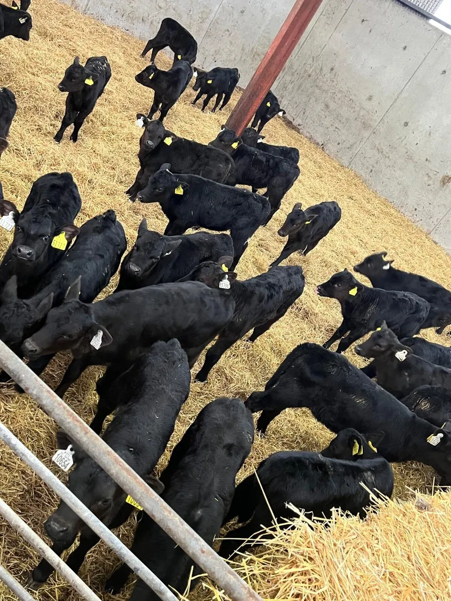 40 Aberdeen Angus Heifers - Image 3