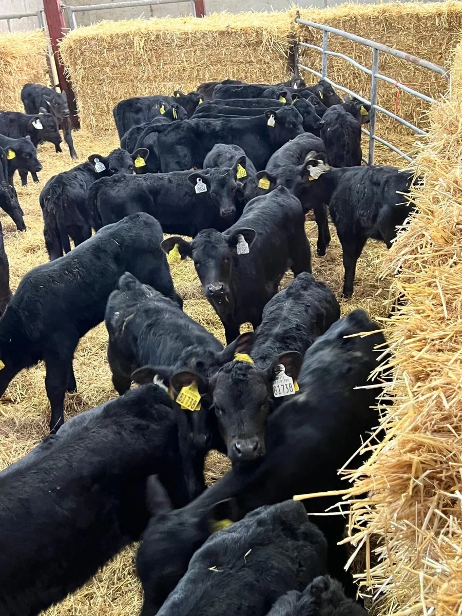 40 Aberdeen Angus Heifers - Image 4