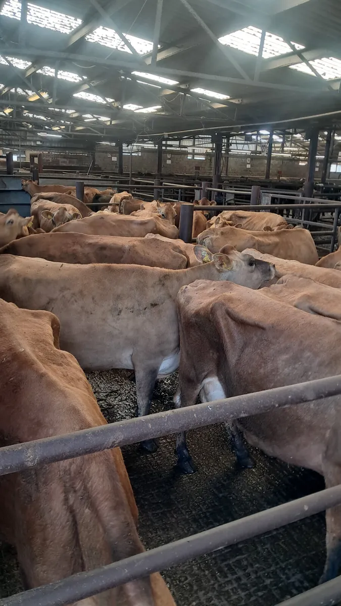 We buy all types of culls