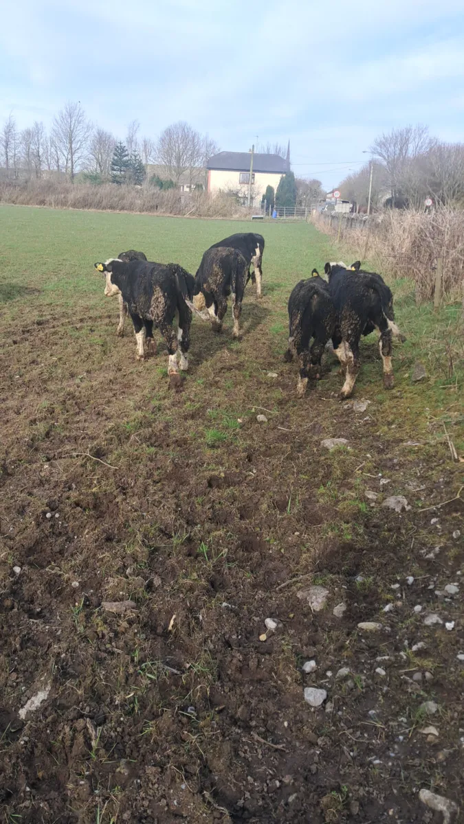 Hereford bullocks - Image 4