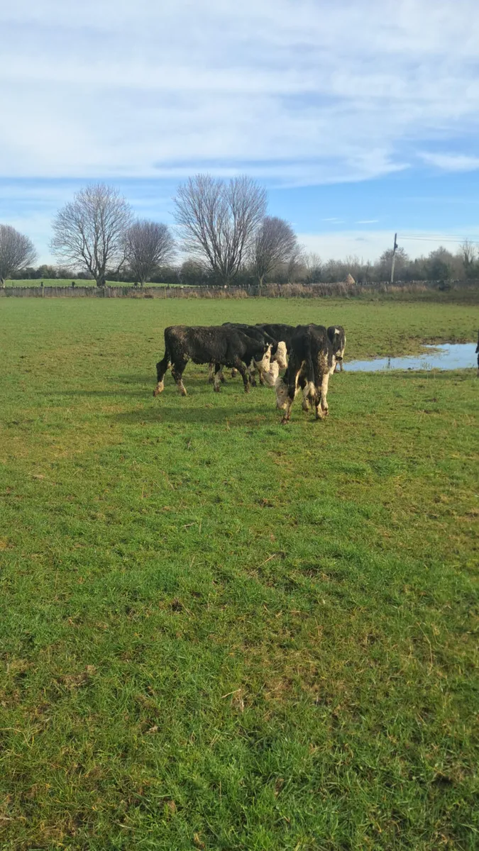 Hereford bullocks - Image 2