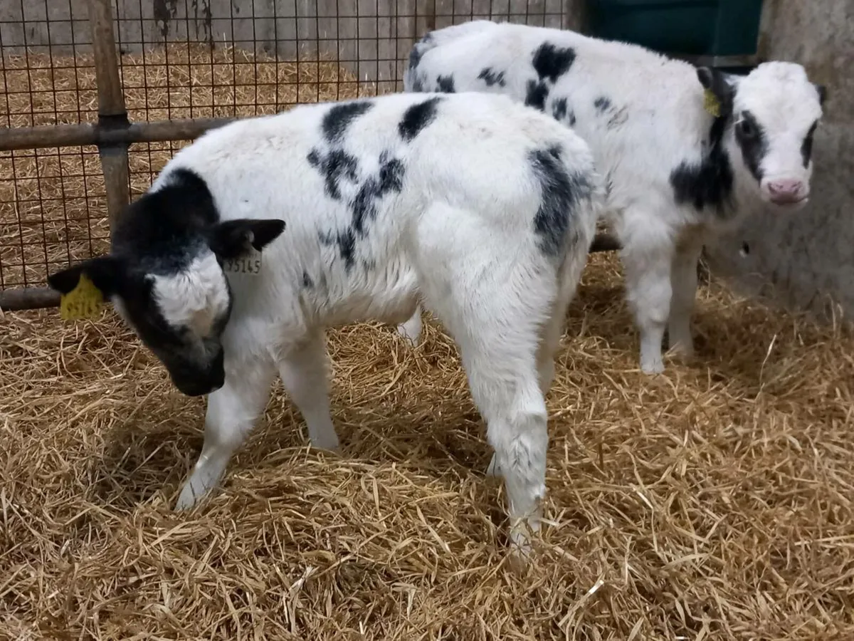 2 Lovely Blue Heifer Calves - Image 1