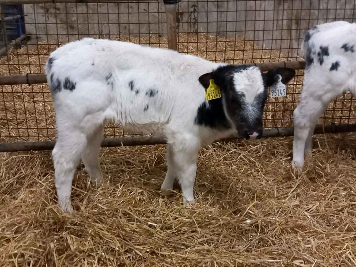 2 Lovely Blue Heifer Calves - Image 3