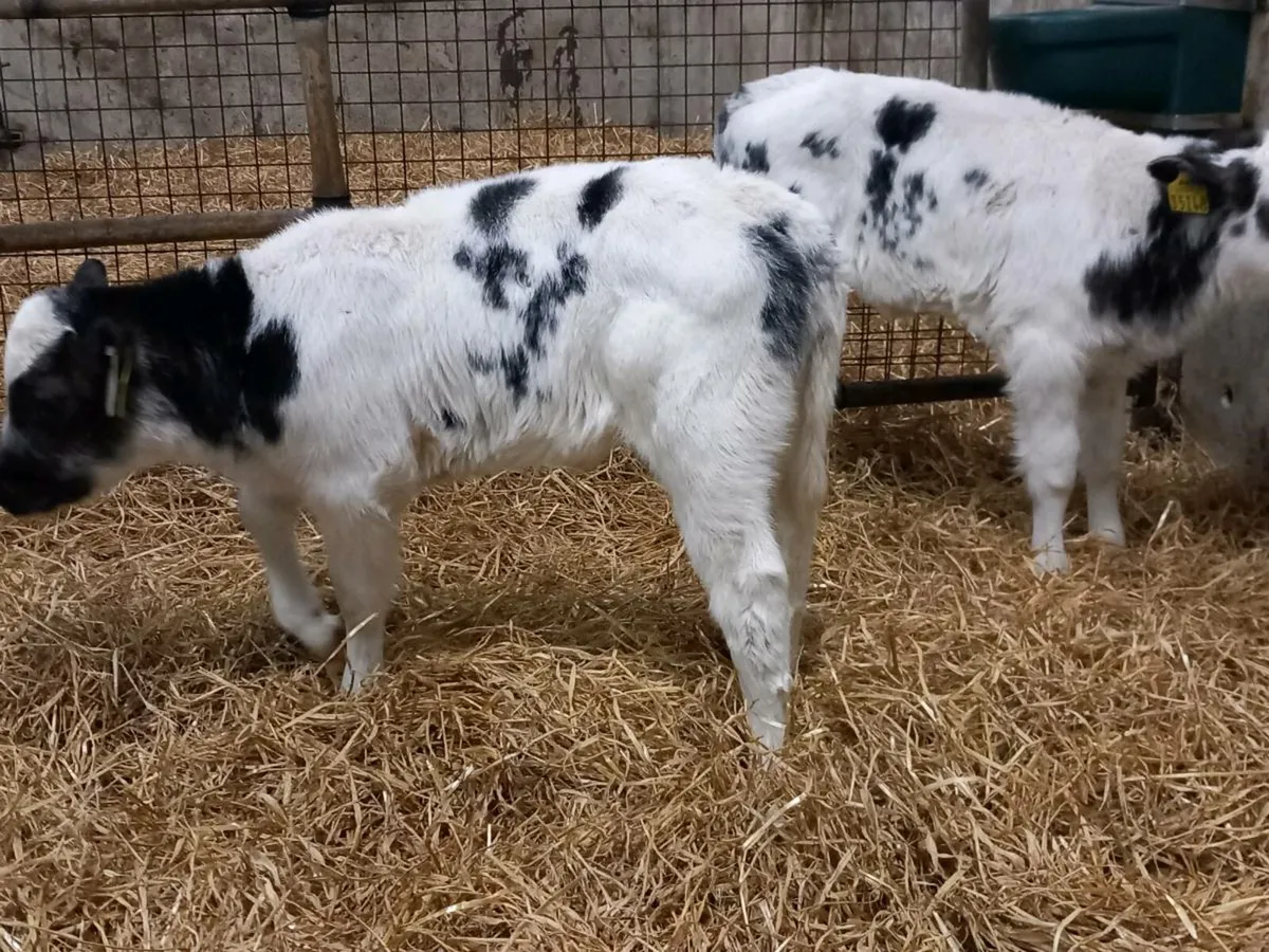 2 Lovely Blue Heifer Calves - Image 4