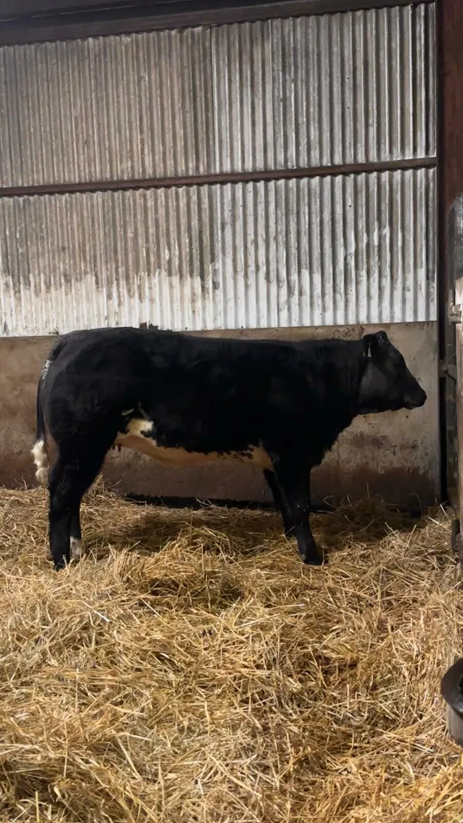 Bb2247 and byu heifers gort - Image 3