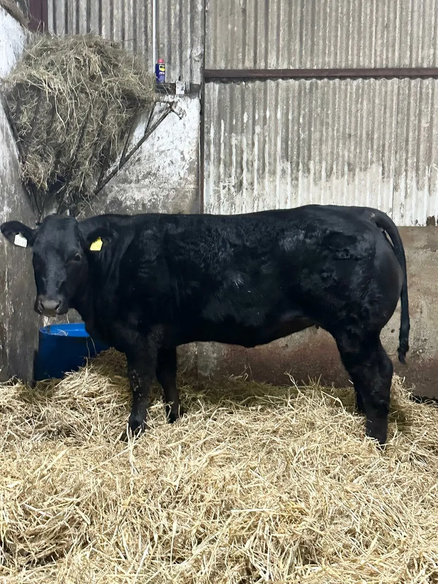Bb2247 and byu heifers gort - Image 4