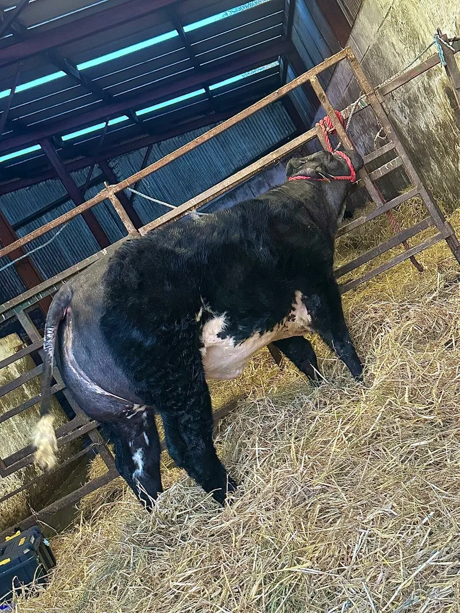 Bb2247 and byu heifers gort - Image 1