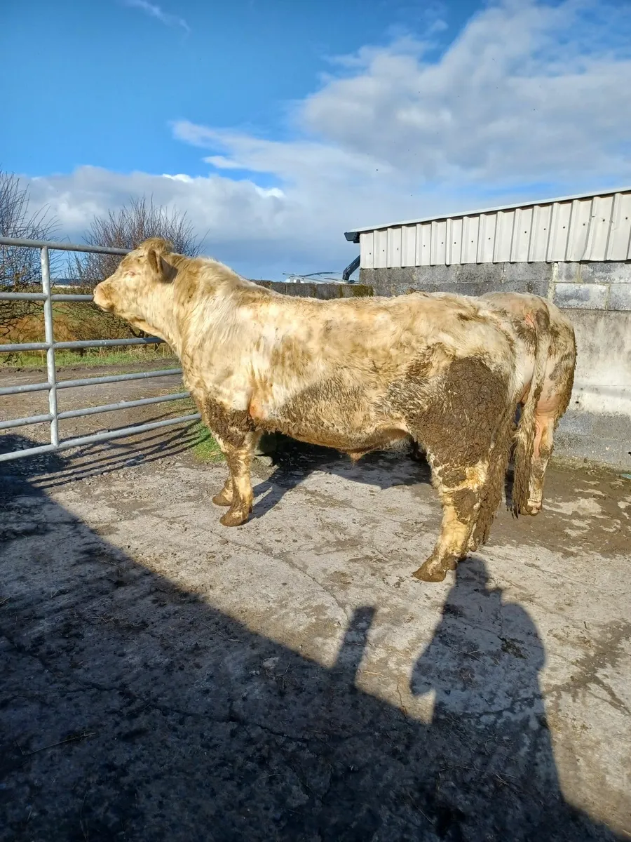 CF52 BULL - Image 4