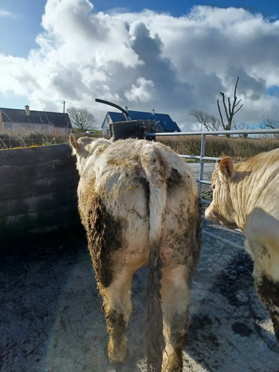CF52 BULL - Image 2