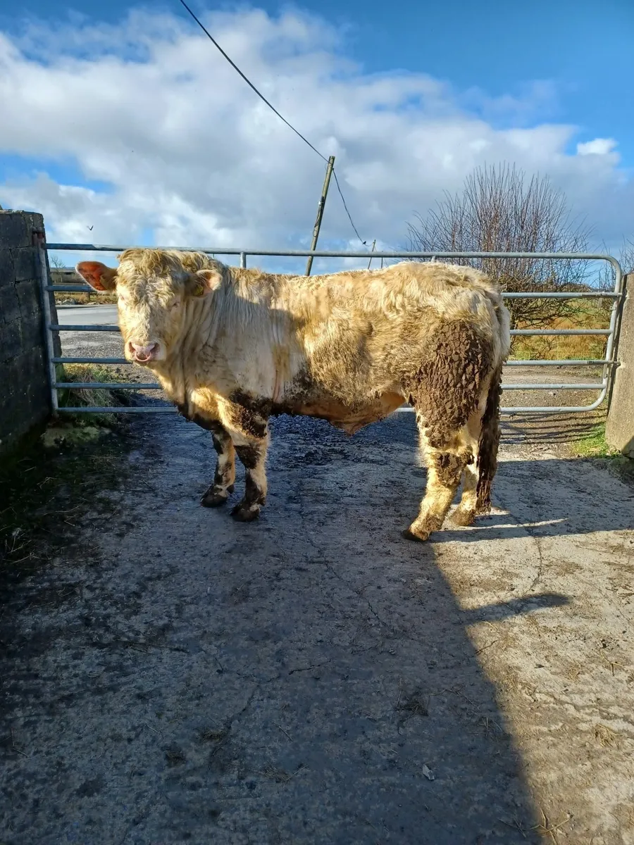 CF52 BULL - Image 3