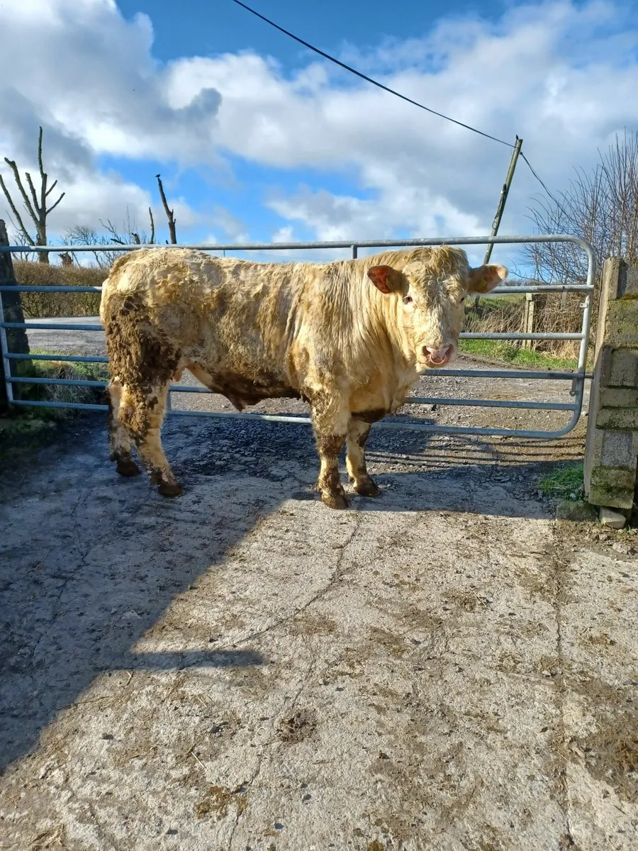 CF52 BULL - Image 1