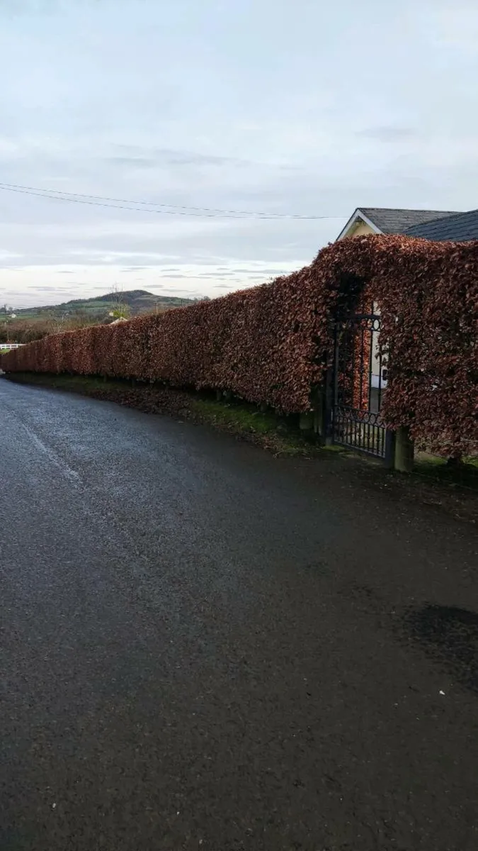 Quality Beech Hedging from 150euro per 100 - Image 1