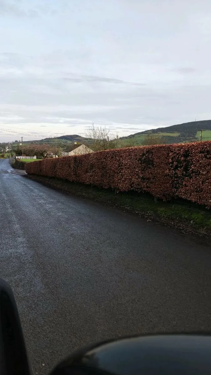 Quality Beech Hedging from 150euro per 100 - Image 2