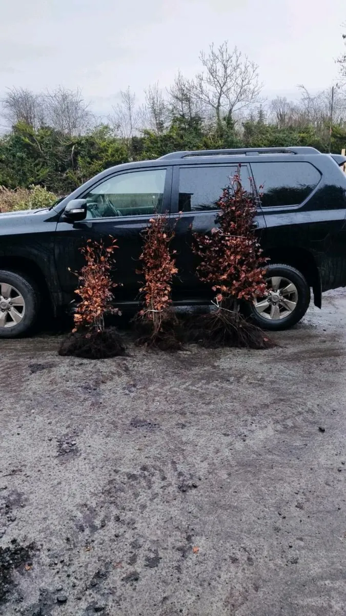 Quality Beech Hedging from 150euro per 100 - Image 3