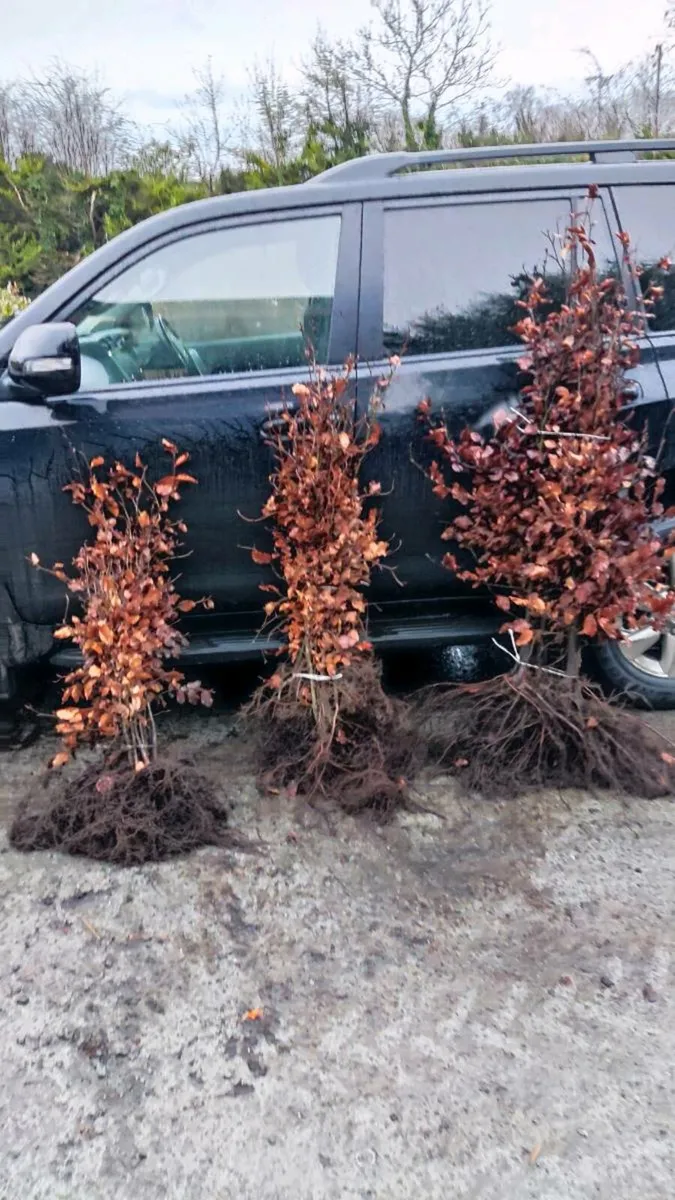 Quality Beech Hedging from 150euro per 100 - Image 4